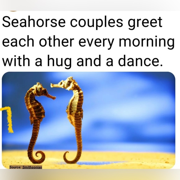 🌊 Cloisonné Hippocampus Sea Horse.  Ocean❤️ Share yours with that special one - Picture 4 of 4